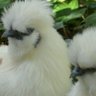 ClickCluck