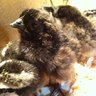 MountainBirds