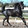 blackfire