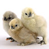 Silkie Keeper 7