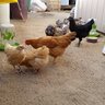 futurefarmer93