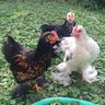 CapitalChickens