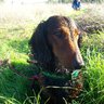 DachsChicks13