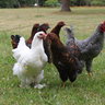 CluckinHooligan