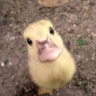 ducksupernewbie