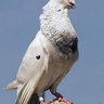 fancy pigeons
