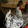 Foster Flock