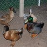 duckieMama