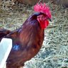 My8chickens