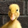 Quacker13