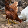 UrbanChicken13