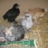 Chirpy Chick