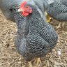 ChickMasterMind