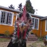 peckpeckhen