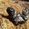 Chicken gal14
