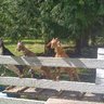 sugartreefarm