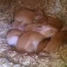 C5Rabbitry
