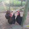 chickenmanfive5