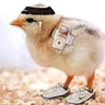 Chickensaurus