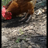 GosoChooks