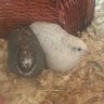 JumpingQuail