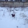 KurdishChicken