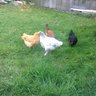 PookiesChicks