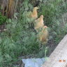 chattychickens