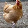 chickenluver342