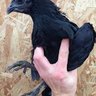 ayamcemani