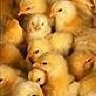 ChickyLuvr<3
