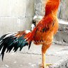 HotChiCks8