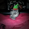 chickaboom5
