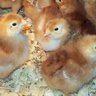 BTC4chickens