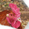 chickymama0502