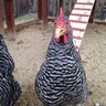 PoultryVines