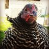 Galvchick