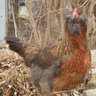 city farm 1