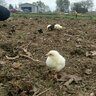 Truckin Cluckin