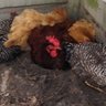 chickenman4