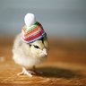 Pekin Princess