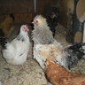 chickyshay