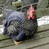 Chickville