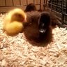 Mamma Duck