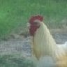 cletus the rooster