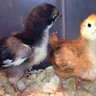 Chicnewtochicks