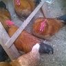 chickandduck92