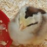 kogutchicks