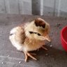 americaunamomma