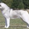 PlaymorSiberian